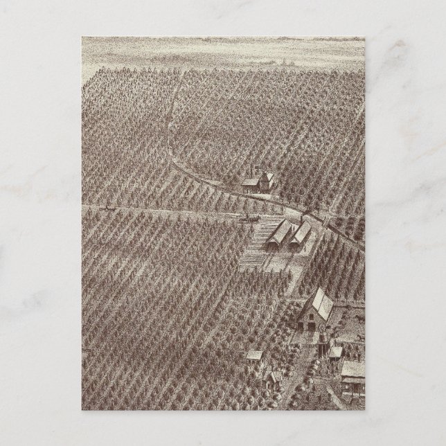 Chapin Fruit Ranch Vykort (Framsida)