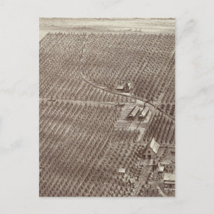Chapin Fruit Ranch Vykort
