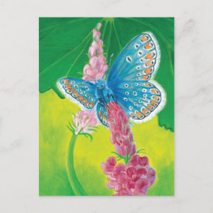 Chapmans blue butterfly (Polyommatus thersites) Helg Vykort