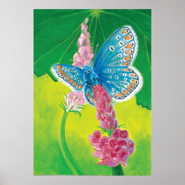 Chapmans blue butterfly (Polyommatus thersites) Poster (Framsidan)