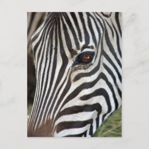Chapmans Zebra Postcard Vykort