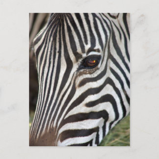 Chapmans Zebra Postcard Vykort