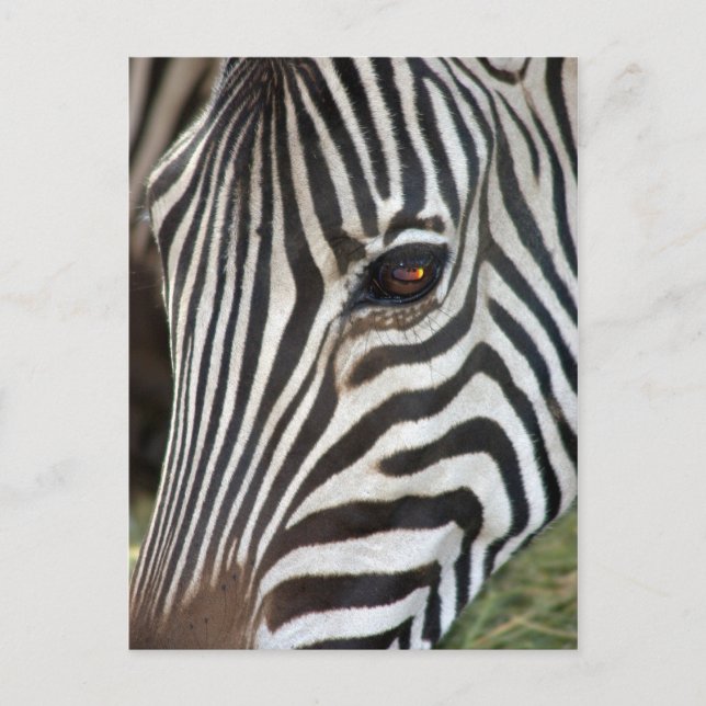 Chapmans Zebra Postcard Vykort (Framsida)