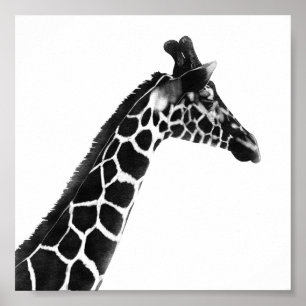 Charcol Sketch Giraffe Poster
