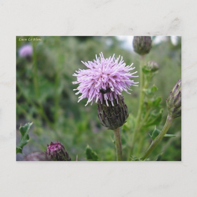 Chardon des champs vykort (Framsida)