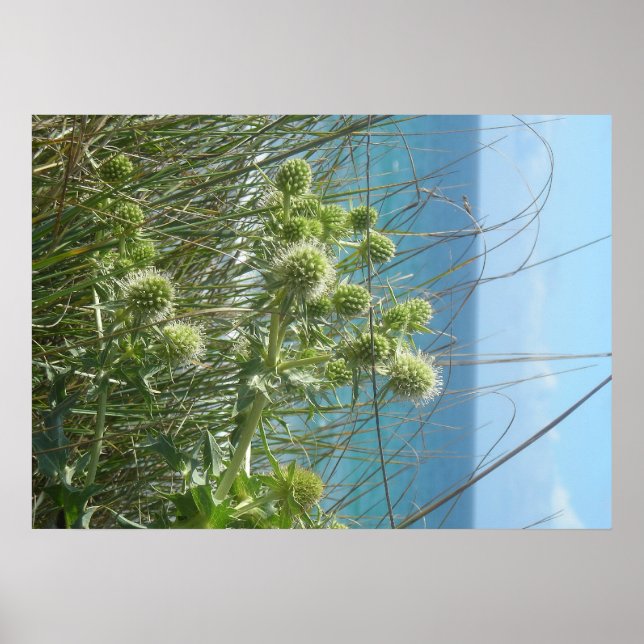 chardon des dunes poster (Framsidan)