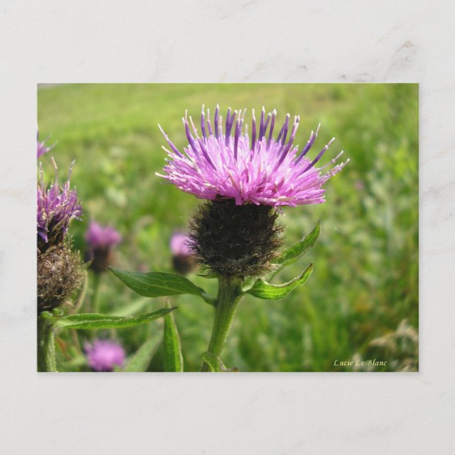 Chardon vulgaire vykort (Framsida)