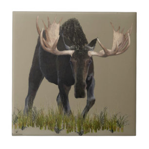 Charging Bull Moose Kakelplatta
