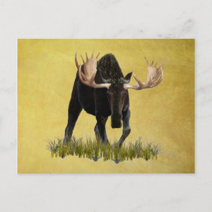 Charging Bull Moose Vykort