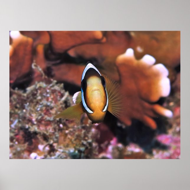 Charging Clownfish Poster (Framsidan)