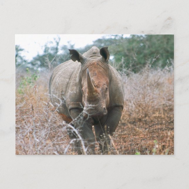 Charging Rhino Vykort (Framsida)