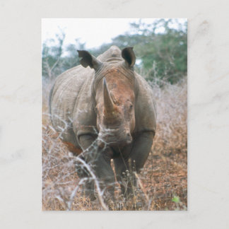 Charging Rhino Vykort