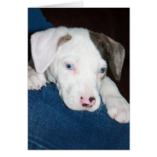 Chari the Catahoula Puppy Hälsningskort