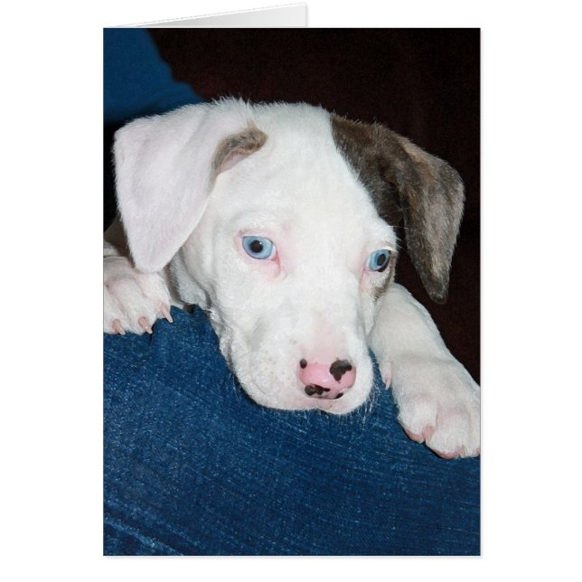 Chari the Catahoula Puppy Hälsningskort (Framsidan)