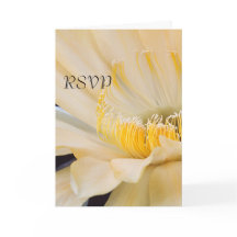 Charlemagne Echinopsis i blom RSVP