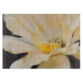 Charlemagne Echinopsis in bloom