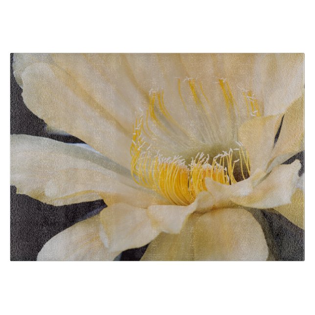 Charlemagne Echinopsis in bloom (Framsidan)