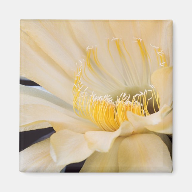 Charlemagne Echinopsis in bloom Magnet (Framsidan)