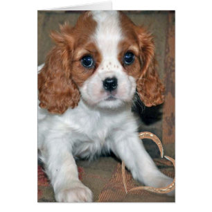 Charles Card Baby Cavalier Kung Hälsningskort
