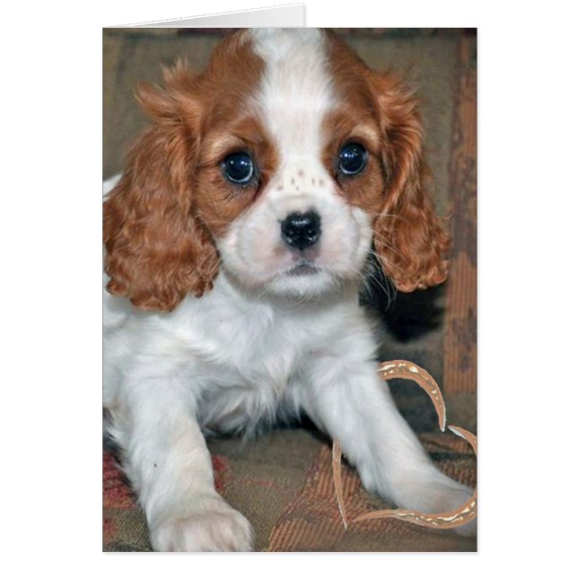 Charles Card Baby Cavalier Kung Hälsningskort (Framsidan)