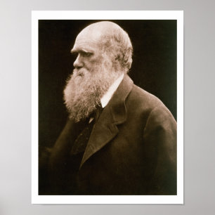 Charles Darwin (1809-82) (bild) Poster