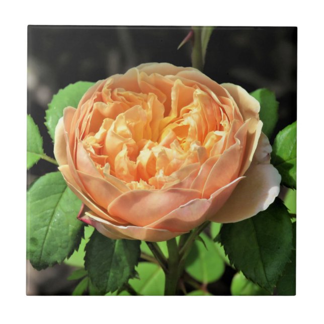 Charles Darwin Ro, Gult till vitt Kakelplatta (Framsidan)