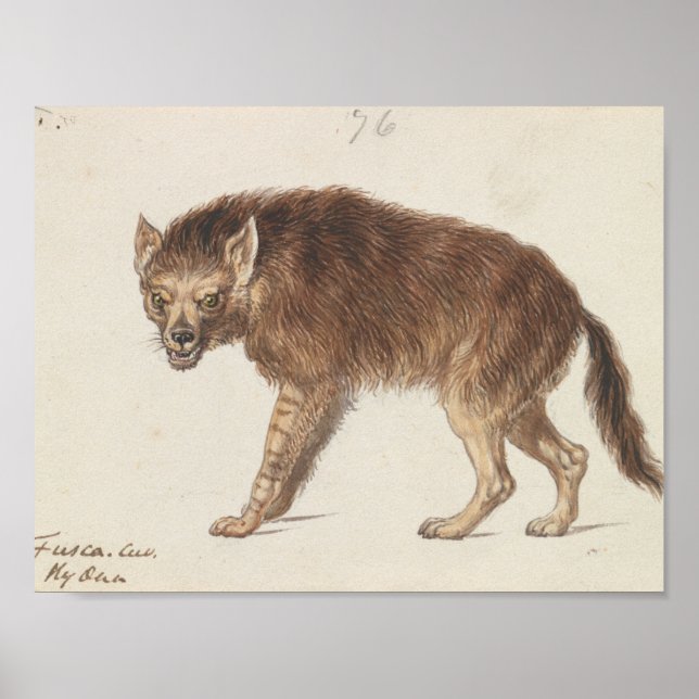 Charles Hamilton Smith - Brown Hyena Poster (Framsidan)