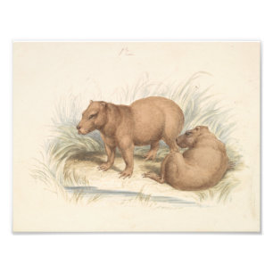 Charles Hamilton Smith - Capybara Fototryck