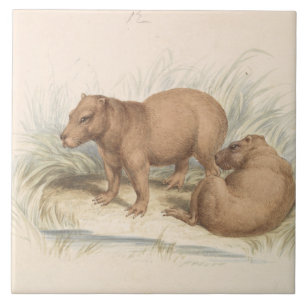 Charles Hamilton Smith - Capybara Kakelplatta