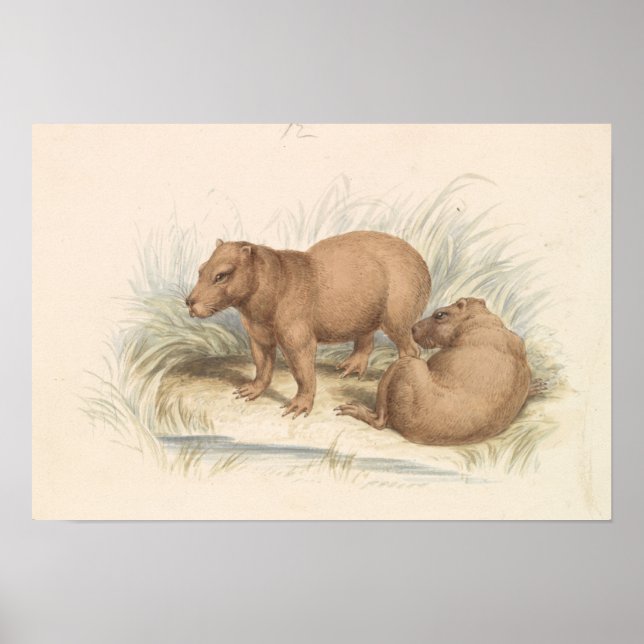 Charles Hamilton Smith - Capybara Poster (Framsidan)