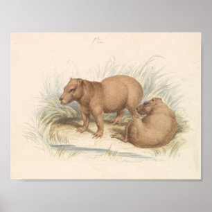 Charles Hamilton Smith - Capybara Poster
