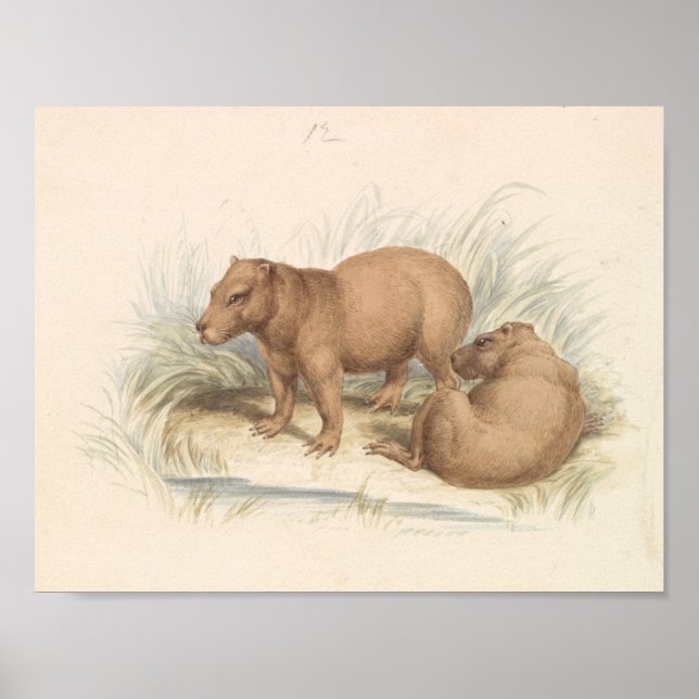 Charles Hamilton Smith - Capybara Poster (Framsidan)