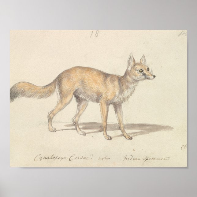Charles Hamilton Smith - Corsac Hund-Fox Poster (Framsidan)