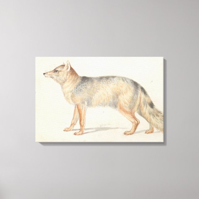 Charles Hamilton Smith - Crab-Eating Fox Canvastryck (Framsida)