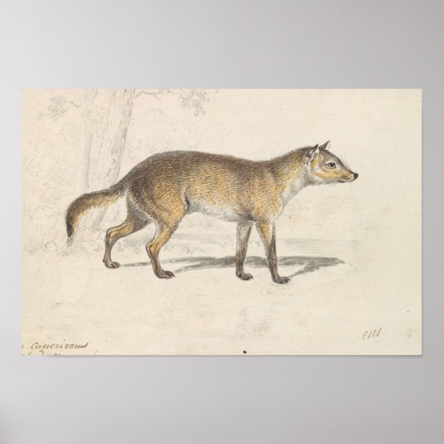 Charles Hamilton Smith - Crabodago Aguara Fox Poster (Framsidan)