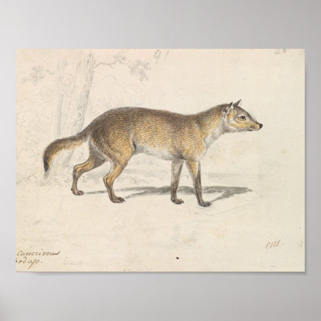Charles Hamilton Smith - Crabodago Aguara Fox Poster (Framsidan)