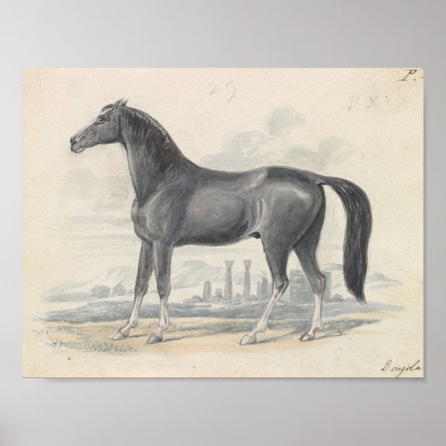 Charles Hamilton Smith - Dongola Horse Poster (Framsidan)