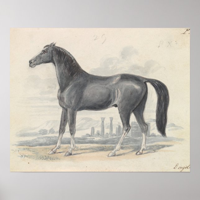 Charles Hamilton Smith - Dongola Horse Poster (Framsidan)