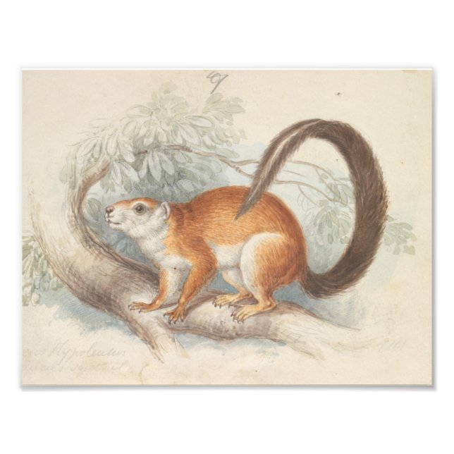 Charles Hamilton Smith - Duvaucel's Squirrel Fototryck (Framsidan)