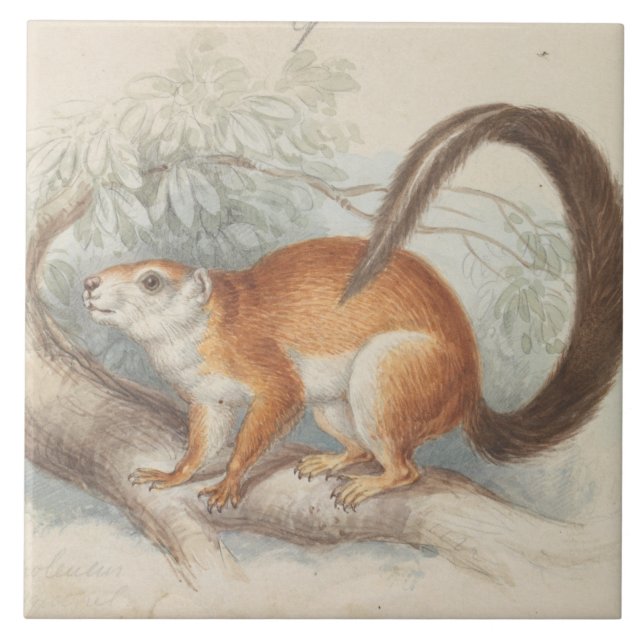 Charles Hamilton Smith - Duvaucel's Squirrel Kakelplatta (Framsidan)