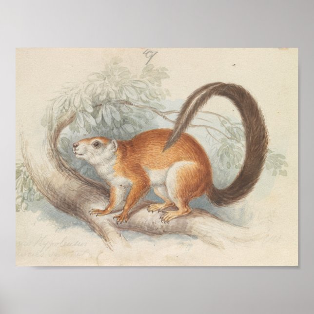 Charles Hamilton Smith - Duvaucel's Squirrel Poster (Framsidan)