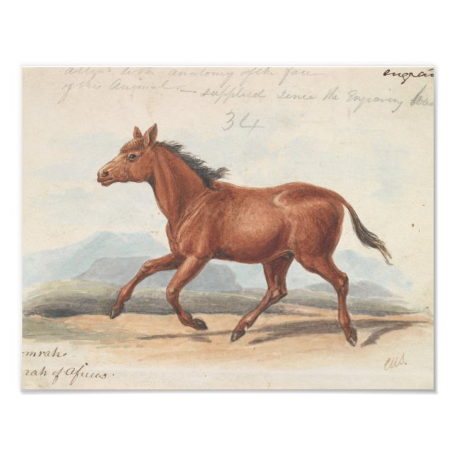Charles Hamilton Smith - Koomrah Horse Fototryck (Framsidan)