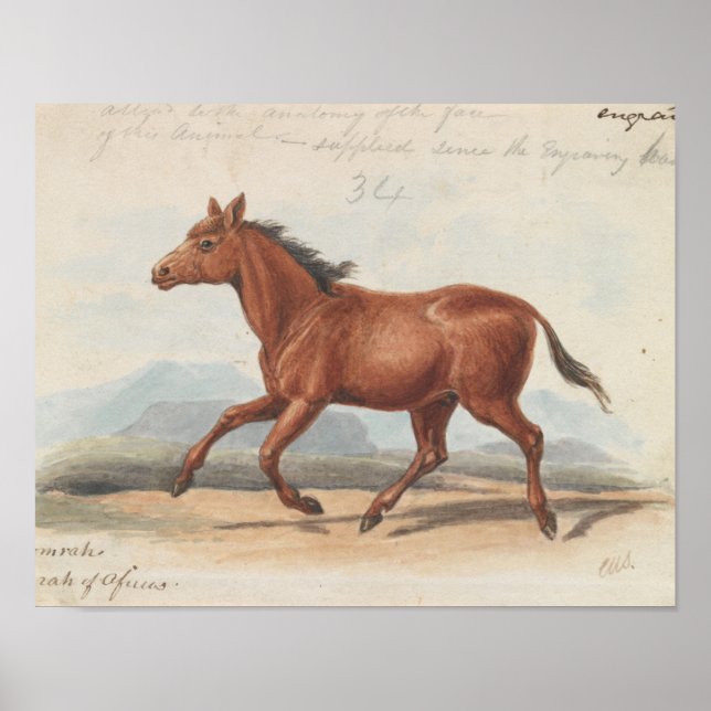 Charles Hamilton Smith - Koomrah Horse Poster (Framsidan)