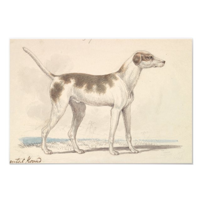 Charles Hamilton Smith - Oriental Hound Fototryck (Framsidan)