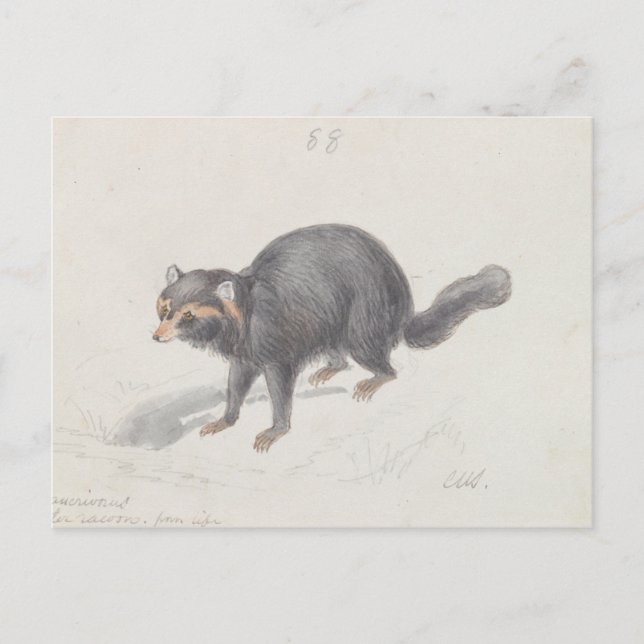 Charles Hamilton Smith - Procyon Cancrivorus Vykort (Framsida)