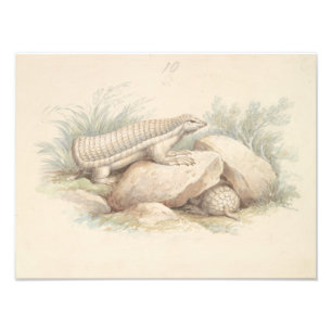 Charles Hamilton Smith - Rosa Fairy Armadillo Fototryck