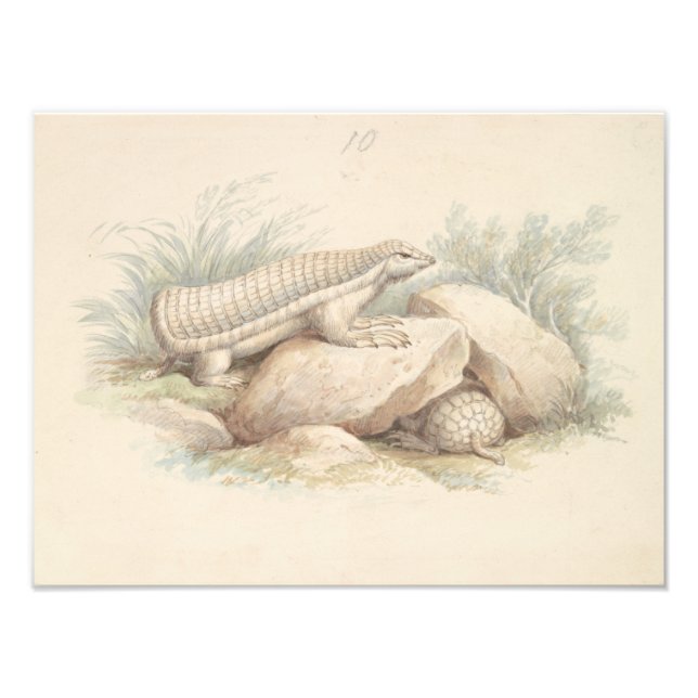 Charles Hamilton Smith - Rosa Fairy Armadillo Fototryck (Framsidan)