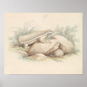 Charles Hamilton Smith - Rosa Fairy Armadillo Poster