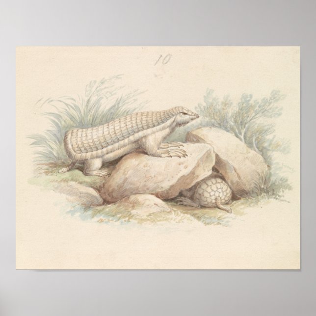 Charles Hamilton Smith - Rosa Fairy Armadillo Poster (Framsidan)