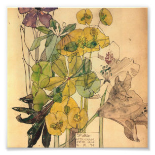 Charles Rennie Mackintosh - Spurge with Yham 1909 Fototryck
